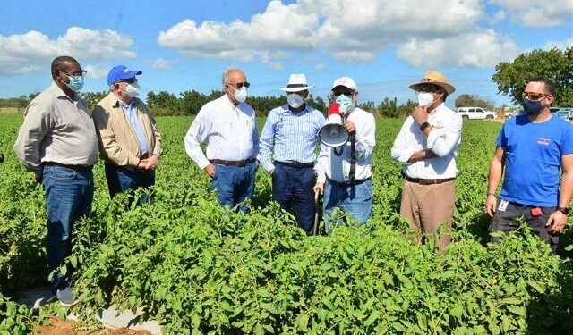 Sector agrícola destaca proyecto de tomates del Grupo Linda que impacta la LN
