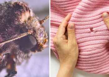 3 trucos efectivos para deshacerte de las polillas que se comen tu ropa en casa