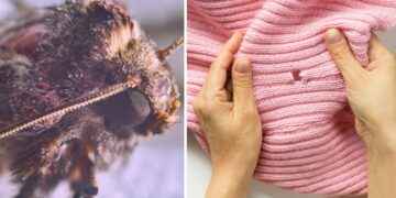 3 trucos efectivos para deshacerte de las polillas que se comen tu ropa en casa