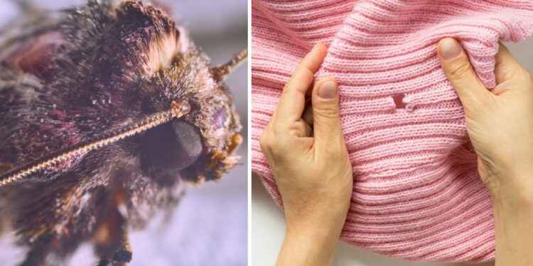 3 trucos efectivos para deshacerte de las polillas que se comen tu ropa en casa