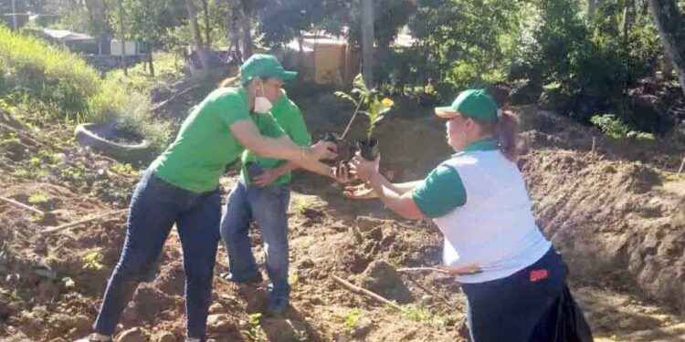 Cooperativa La Altagracia realiza jornadas de reforestación