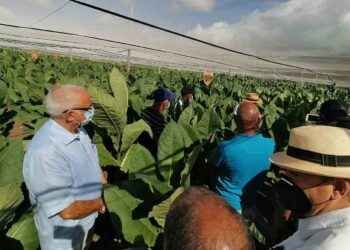 INTABACO realiza día de campo en la Estación experimental Quin Díaz de Villa González