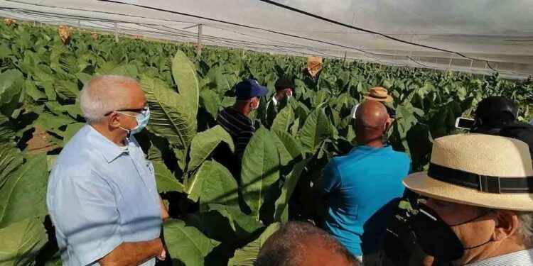 INTABACO realiza día de campo en la Estación experimental Quin Díaz de Villa González