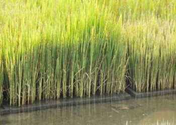 Ministro de Agricultura asegura precios del arroz se mantendrán estables