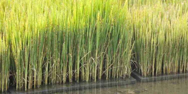 Ministro de Agricultura asegura precios del arroz se mantendrán estables