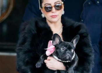 Lady Gaga en shock: secuestran a dos de sus perros, ofrece US$500 mil de recompensa