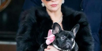 Lady Gaga en shock: secuestran a dos de sus perros, ofrece US$500 mil de recompensa