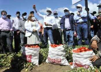 Gobierno sembrará 300 mil tareas de maíz y sorgo en la región Sur