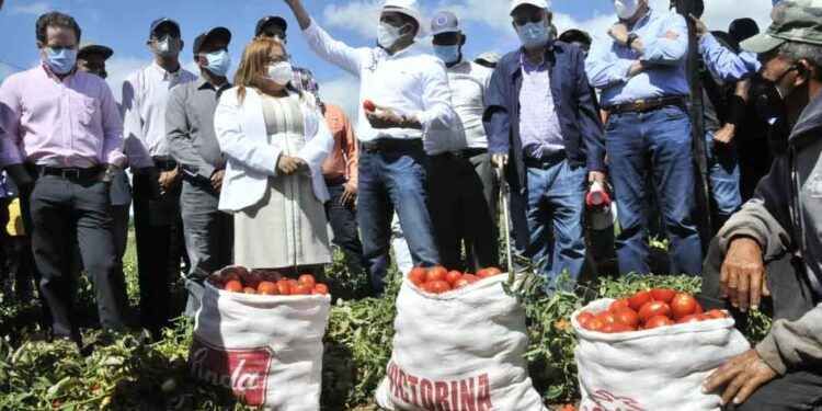 Gobierno sembrará 300 mil tareas de maíz y sorgo en la región Sur