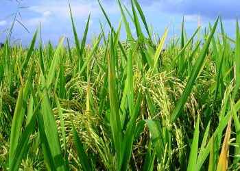 Gobierno inyecta RD$6,000 millones para pignoración de arroz cosecha 2021-2022