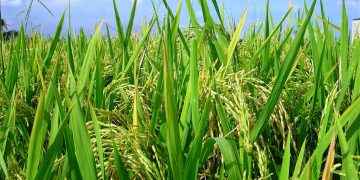 Gobierno inyecta RD$6,000 millones para pignoración de arroz cosecha 2021-2022