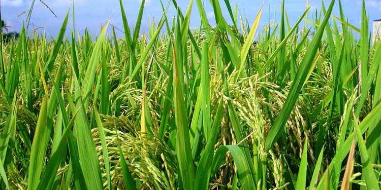 Gobierno inyecta RD$6,000 millones para pignoración de arroz cosecha 2021-2022