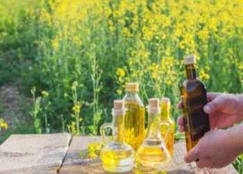 Aceite de colza: sus propiedades nutricionales vs. su mala fama