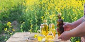 Aceite de colza: sus propiedades nutricionales vs. su mala fama