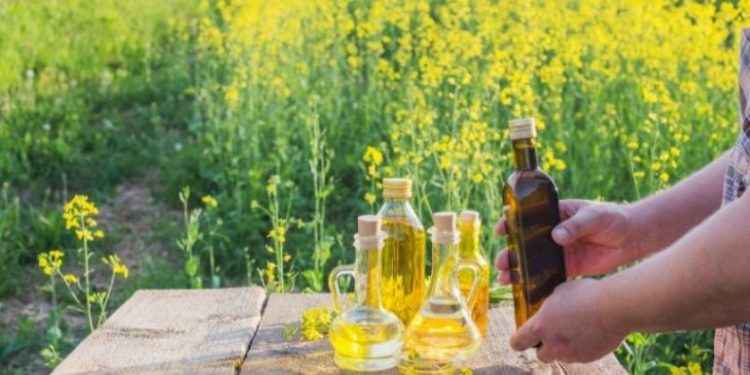 Aceite de colza: sus propiedades nutricionales vs. su mala fama