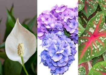 10 Plantas de interior tóxicas que tal vez tengas en casa