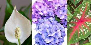 10 Plantas de interior tóxicas que tal vez tengas en casa