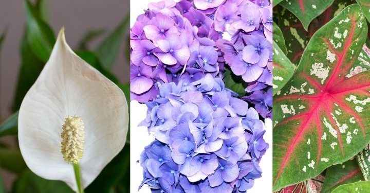 10 Plantas de interior tóxicas que tal vez tengas en casa