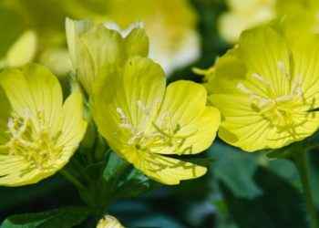 Aceite de onagra
