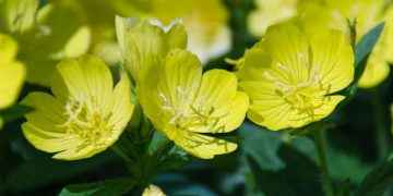 Aceite de onagra