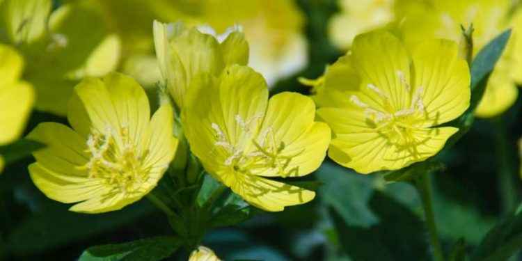 Aceite de onagra
