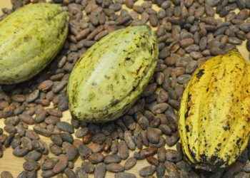 Cacao