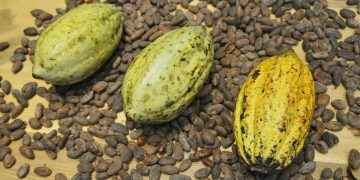 Cacao