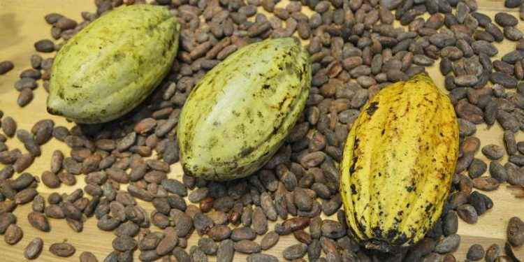 Cacao