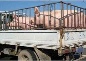 Prohíbe traslado de cerdos desde zonas afectadas