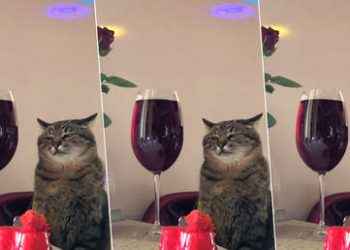 El gato sensación de TikTok que nos recuerda esas fiestas aburridas a las que todos hemos ido