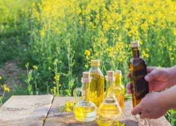 Aceite de colza: sus propiedades nutricionales vs. su mala fama