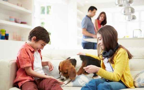 ¿Por qué tu perro te sigue a todas partes? Estos son los verdaderos motivos