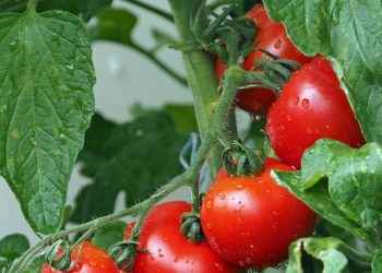 Japón autoriza por primera vez en su historia la venta de tomates con genoma editado para tratar la hipertensión