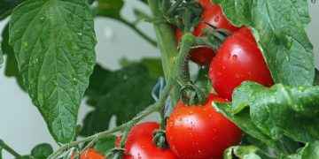 Japón autoriza por primera vez en su historia la venta de tomates con genoma editado para tratar la hipertensión