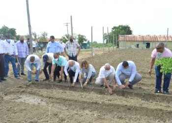 INTABACO anuncia inicio cosecha tabacalera