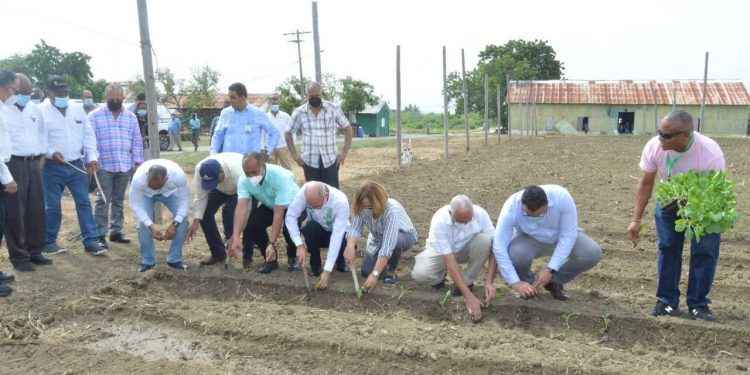 INTABACO anuncia inicio cosecha tabacalera