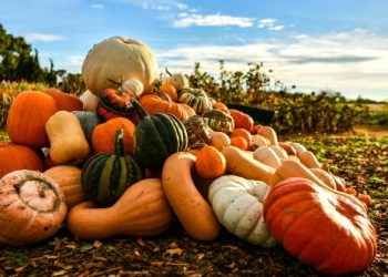Por estos beneficios debes incluir la calabaza en tus recetas