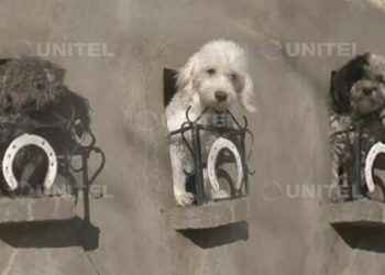 Familia construyó un pequeño balcón para que sus mascotas puedan usarlo