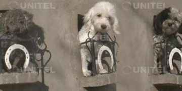 Familia construyó un pequeño balcón para que sus mascotas puedan usarlo