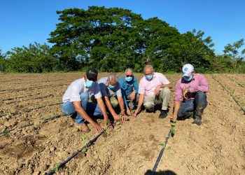 INTABACO dan inicio siembra tabaco para capas