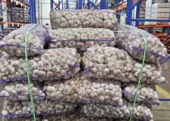 Agricultura impulsa cultivo ajo de alto rendimiento para aumentar productividad