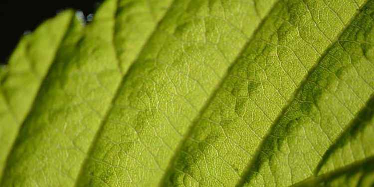 Clorofila