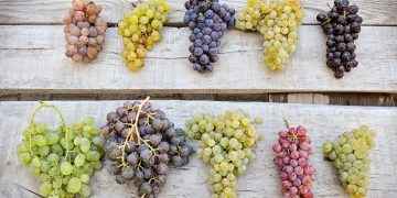 Las 12 uvas: por qué es mejor que las tomes con piel y pepitas