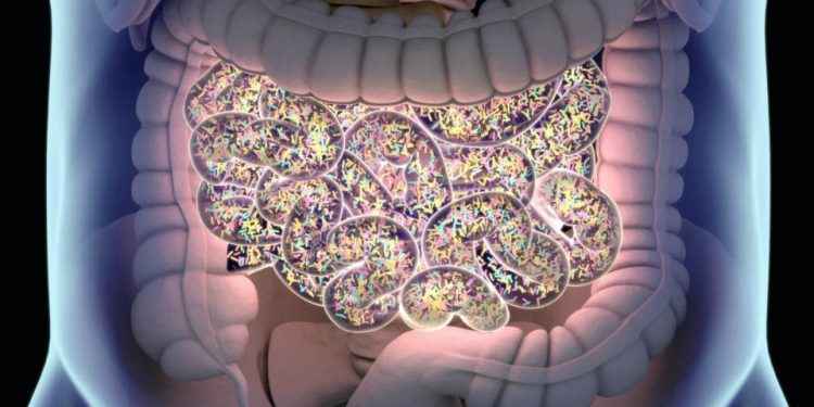 Estudio de Cleveland Clinic relaciona por primera vez el microbioma intestinal y el cáncer de próstata agresivo