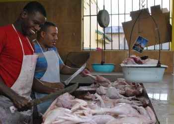 Autoridades agropecuarias garantizan abundancia de pollo en Navidad y Año Nuevo