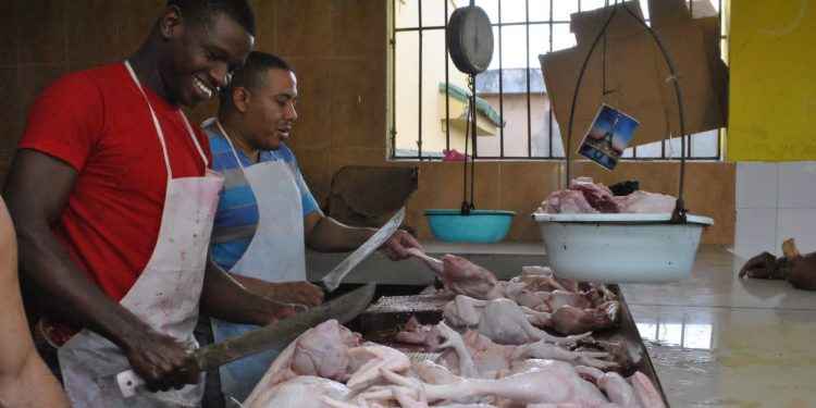 Autoridades agropecuarias garantizan abundancia de pollo en Navidad y Año Nuevo