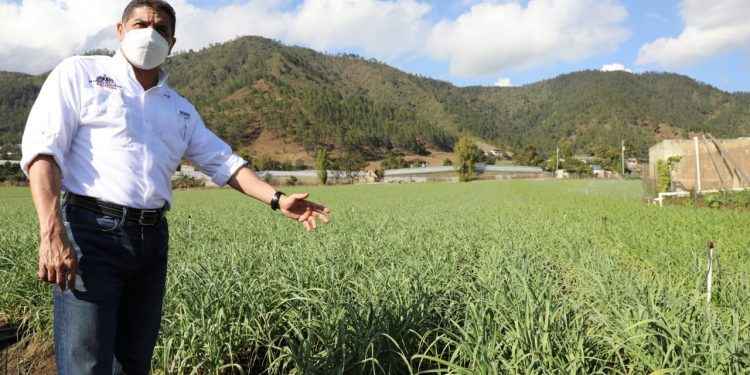 Agricultura garantiza excelente cosecha de rubros en Valle de Constanza