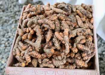 Agricultura promueve cultivo de especias y productos no tradicionales en el país