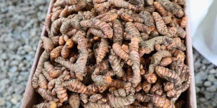 Agricultura promueve cultivo de especias y productos no tradicionales en el país
