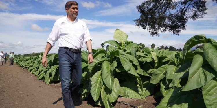 Gobierno continúa apoyando sector tabacalero